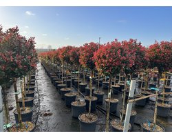 Sunny Tree - Photinia Fraseri Chico op stam – 150 cm – 25L – Winterharde Glansmispel
