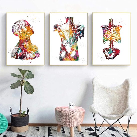 Anatomie