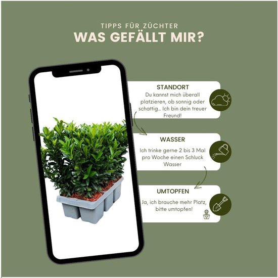 Groene Kardinaalsmuts - Haagplanten Buxusvervanger - Dichte Tuinafscheiding - Winterhard Groenblijvend - 150 cm Hoog - Donkergroen — afbeelding 5