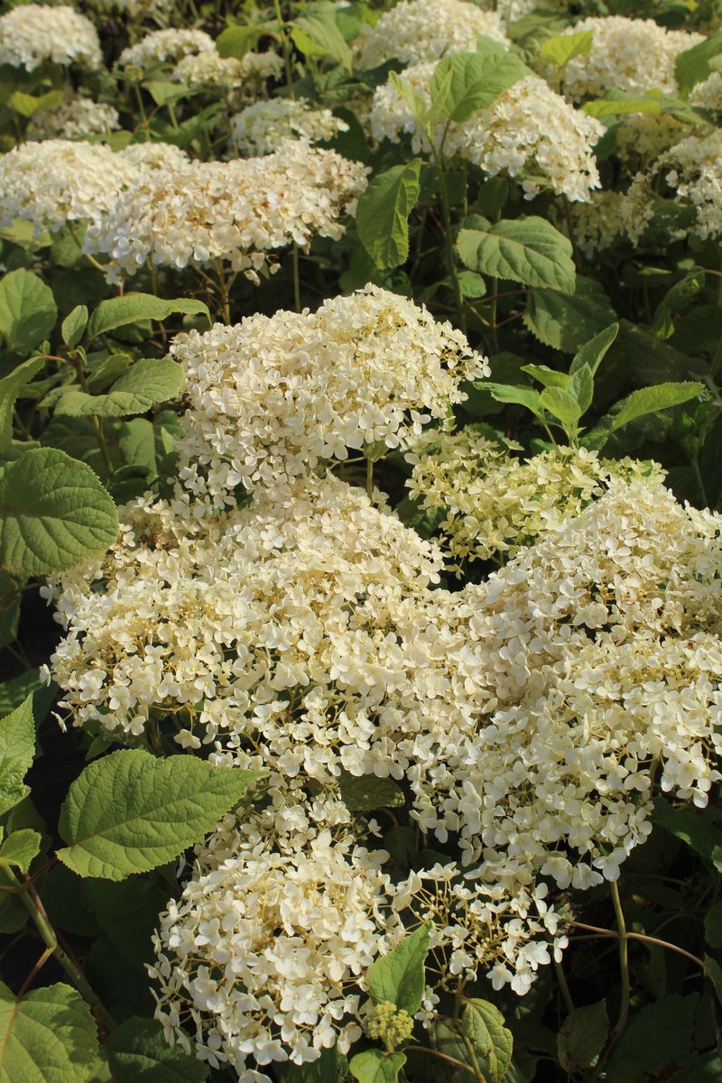 Hydrangea arborescens 'Annabelle' - hortensia met witte bloemen - C2 liter pot