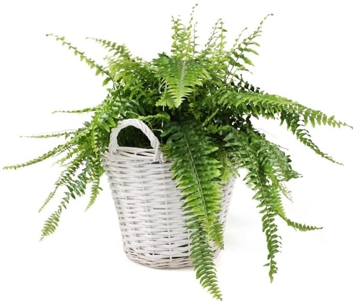 KOTARBAU® Plantenmand, Gevlochten Wilg, ⌀ 38 cm, Wit, Rieten Mand Rond, met Handvatten, Mand voor Planten, Rieten Bloempot, Gevlochten Plantenmand- Rustiek Design