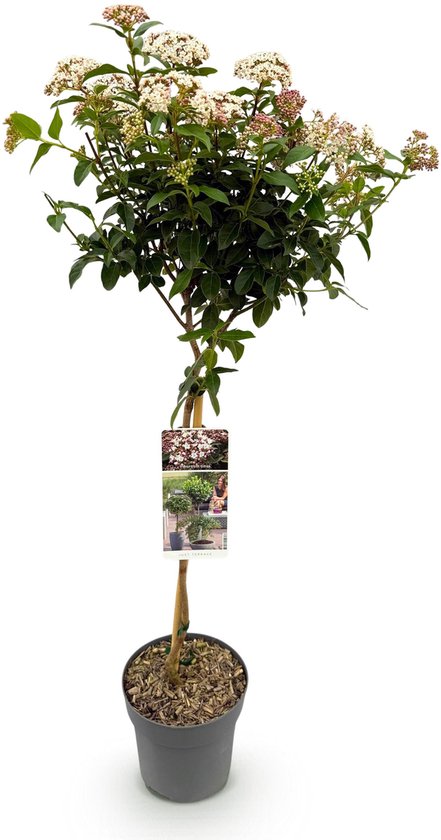 Green boutiQ - Plante sur tige - Viburnum tinus - Plante de terrasse - Persistante - Rustique - Wit - Bloem rose - Pot 19cm Hauteur 90cm
