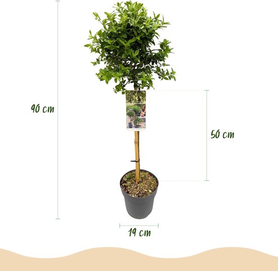 Euonymus fortunei Harlequin op stam, 90cm hoog, pot 19cm.