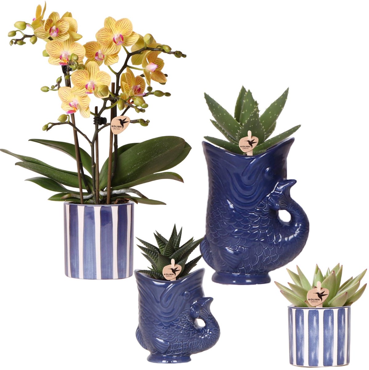 Kolibri Orchids | Set van orchidee Lima en succulenten in keramieken sierpotten - potmaat Ø9cm & Ø6cm | bloeiende kamerplant - vers van de kweker