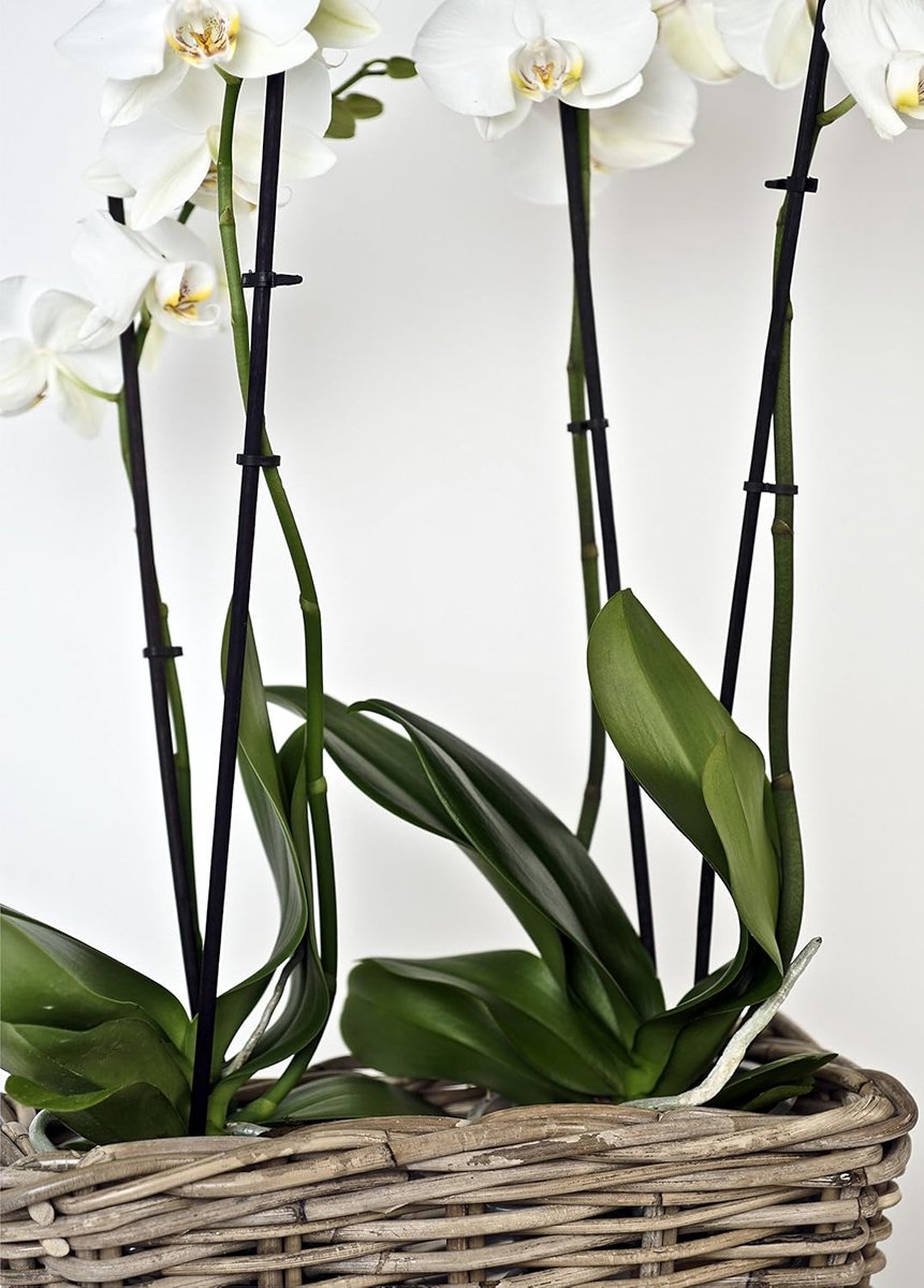 Candala 30 cm Rechthoek Rieten Plantenbak - Naturel