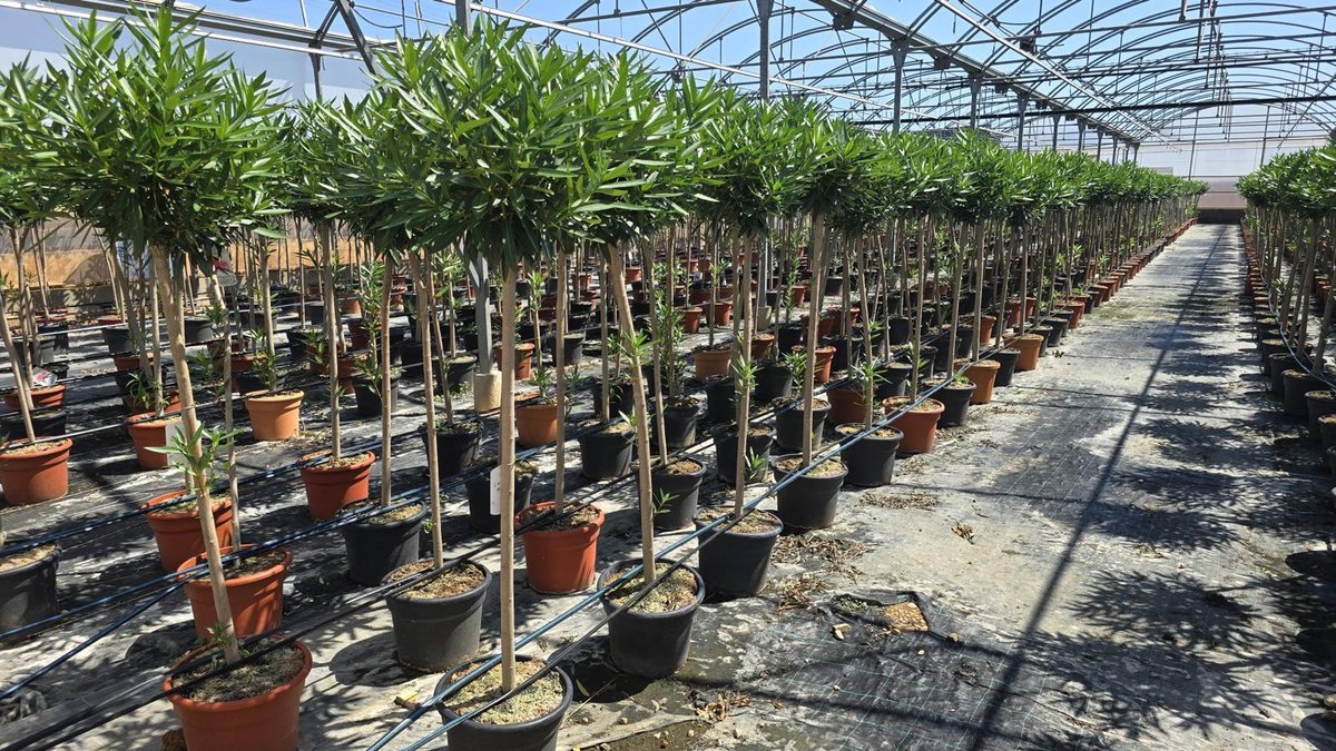 Sunny Tree - Plant - Oleander op stam - Nerium Oleander - 160 cm - Kleur Wit - Buitenplant