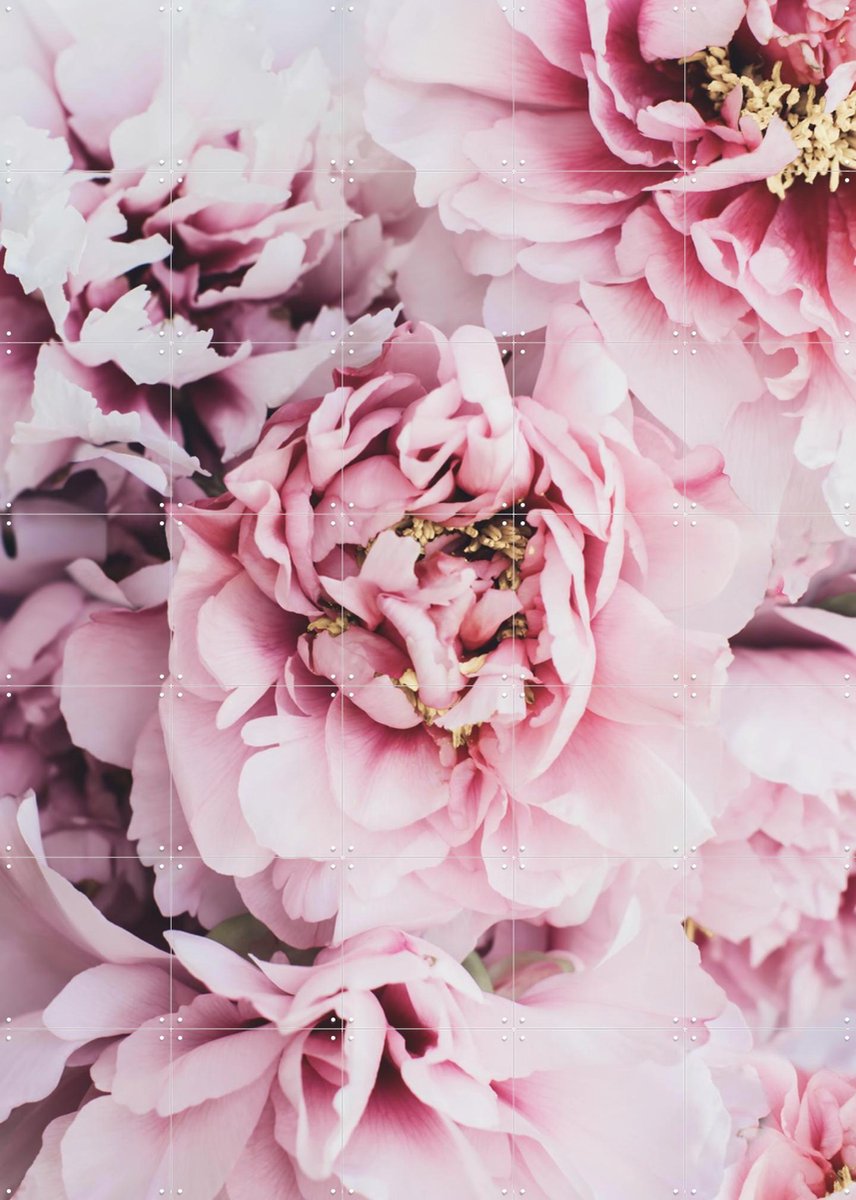 IXXI Pink Peonies Flowers, Ingrid Beddoes - 100 x 140 cm - Gratis ophangtool - Grote wanddecoratie en posters - Fotografie, Kleurrijk, Natuur