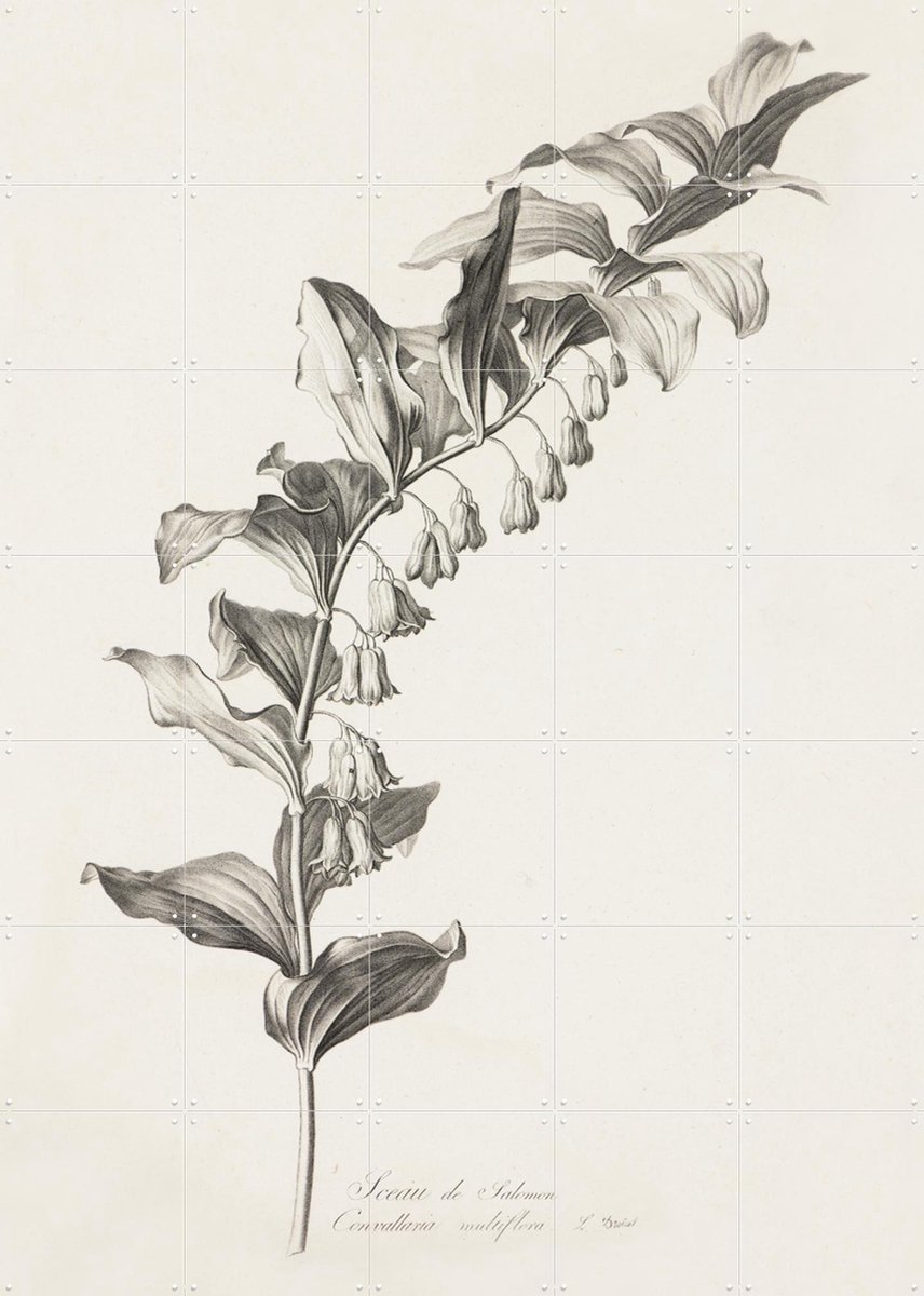 IXXI Veelbloemige Salomonszegel, Het Noordbrabants Museum - 100 x 140 cm - Gratis ophangtool - Grote wanddecoratie en posters - Naturalisme