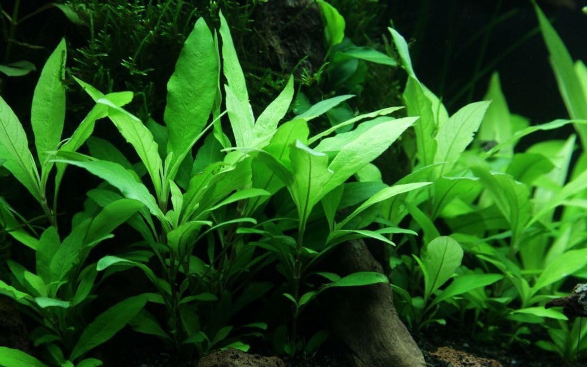 Aquariumplant Stengelplant - Waterplant Decoratie - Aquascaping Inrichting - Eenvoudig Onderhoud - 15-30+ cm - Lichtgroen