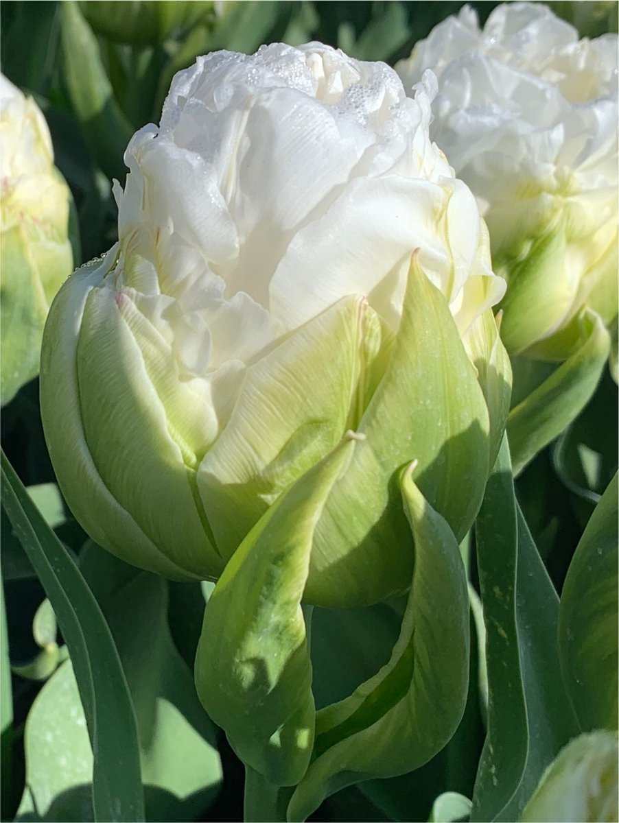 6x Tulpen 'Whipped cream' - BULBi® Bloembollen met bloeigarantie