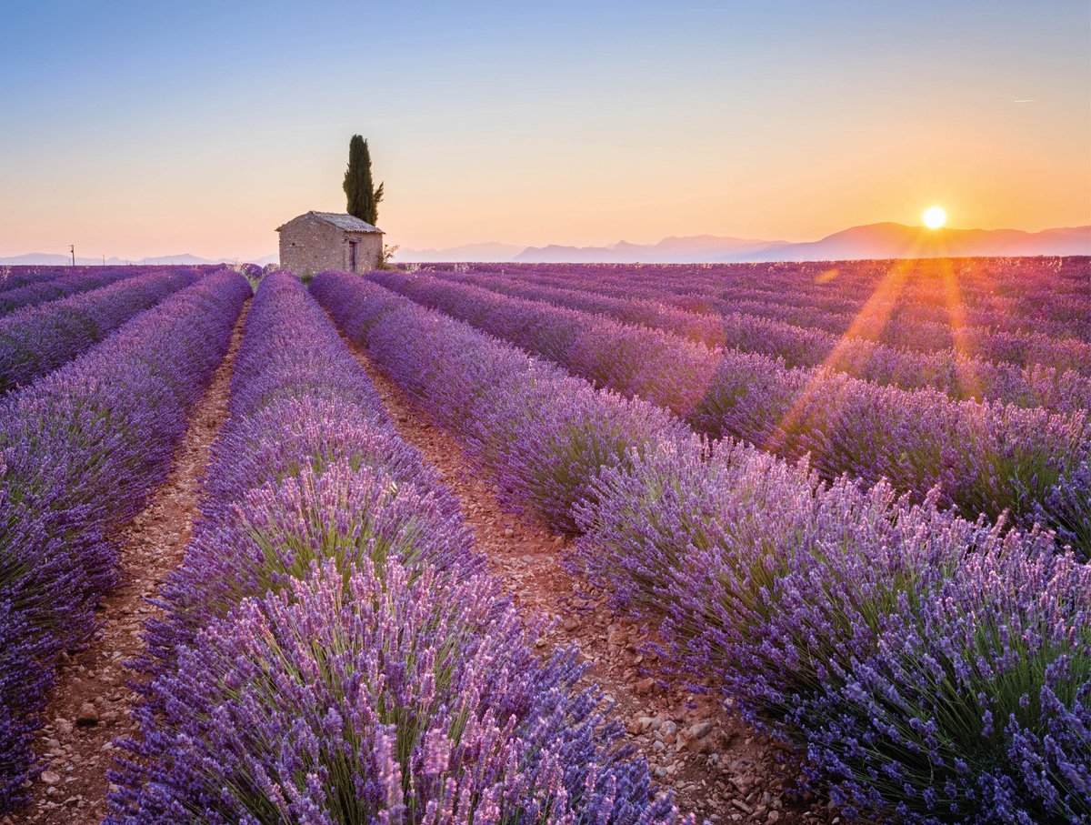 Tuinposter Lavendel