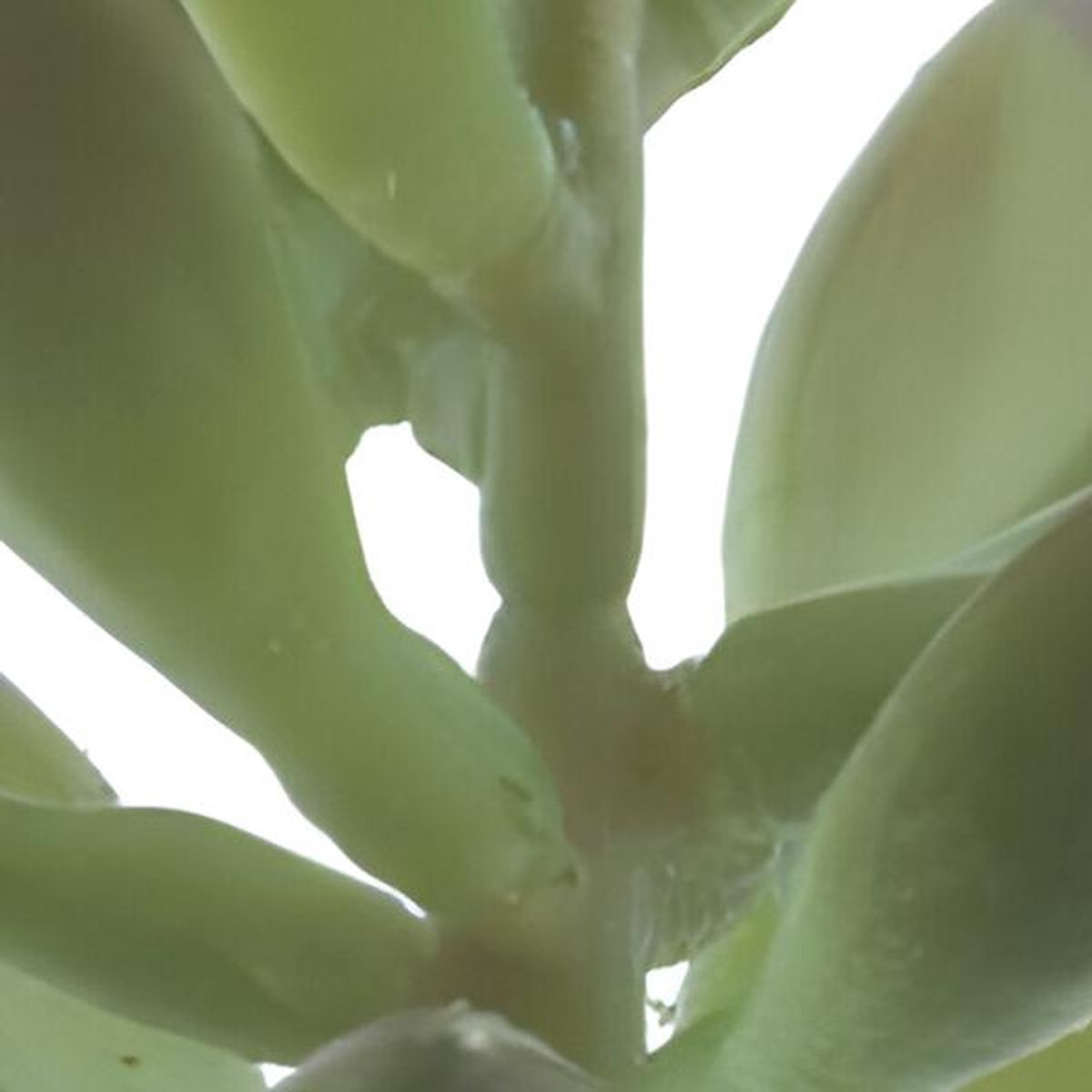 Erutan avon - Sinocrassula pick Guanita green 20 cm