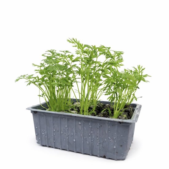 gutschein plants are purple Purple Gift Card-30