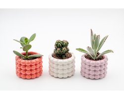 Ikhebeencactus | Cactus & Vetplanten Mix in Luxe Poppy Sierpot | Set van 3 Stuks | Perfect Cadeau of Vrolijke Woondecoratie