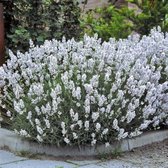 4 x Witte Lavendel XL - Vaste Planten - Tuinplanten Winterhard - Lavandula angustifolia Edelweiss in C2(liter) pot met hoogte 10-30cm