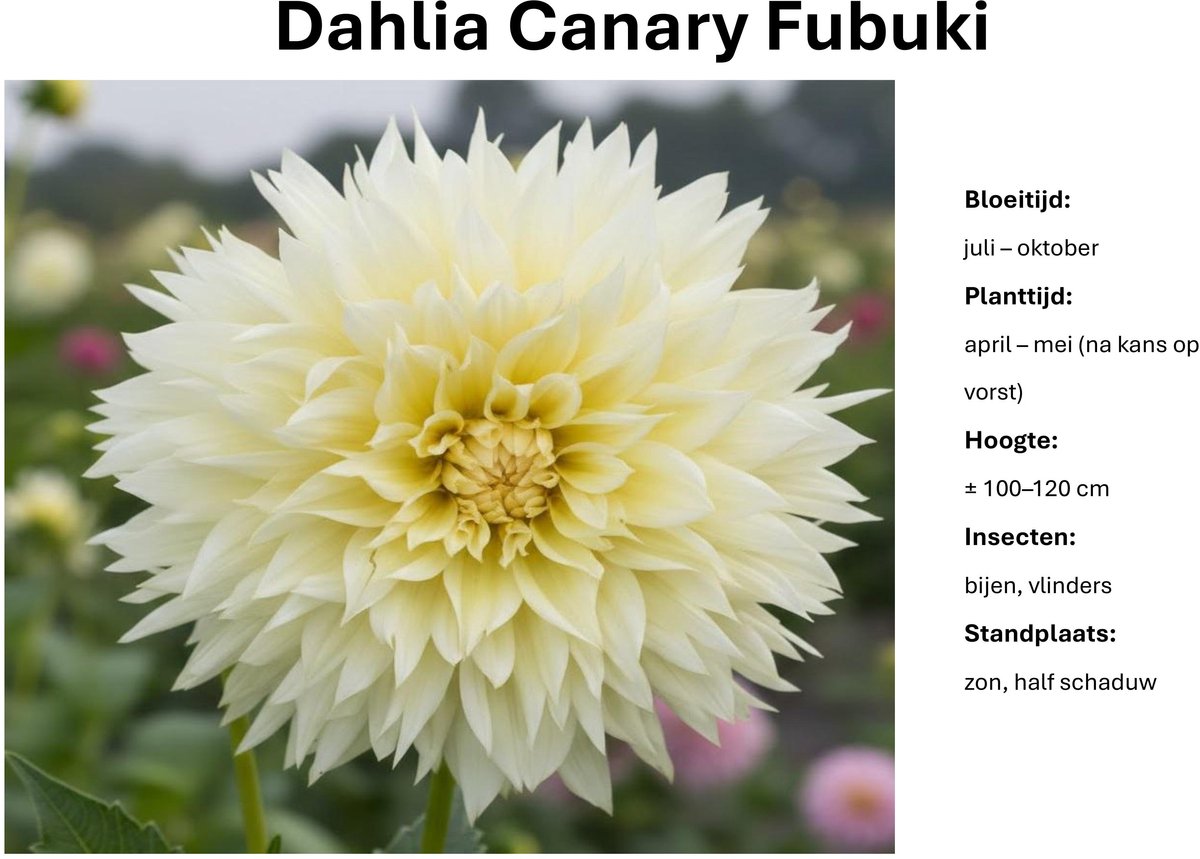Dahlia knollen - Canary Fubuki - Zachtgele Dahlia - 3 knollen