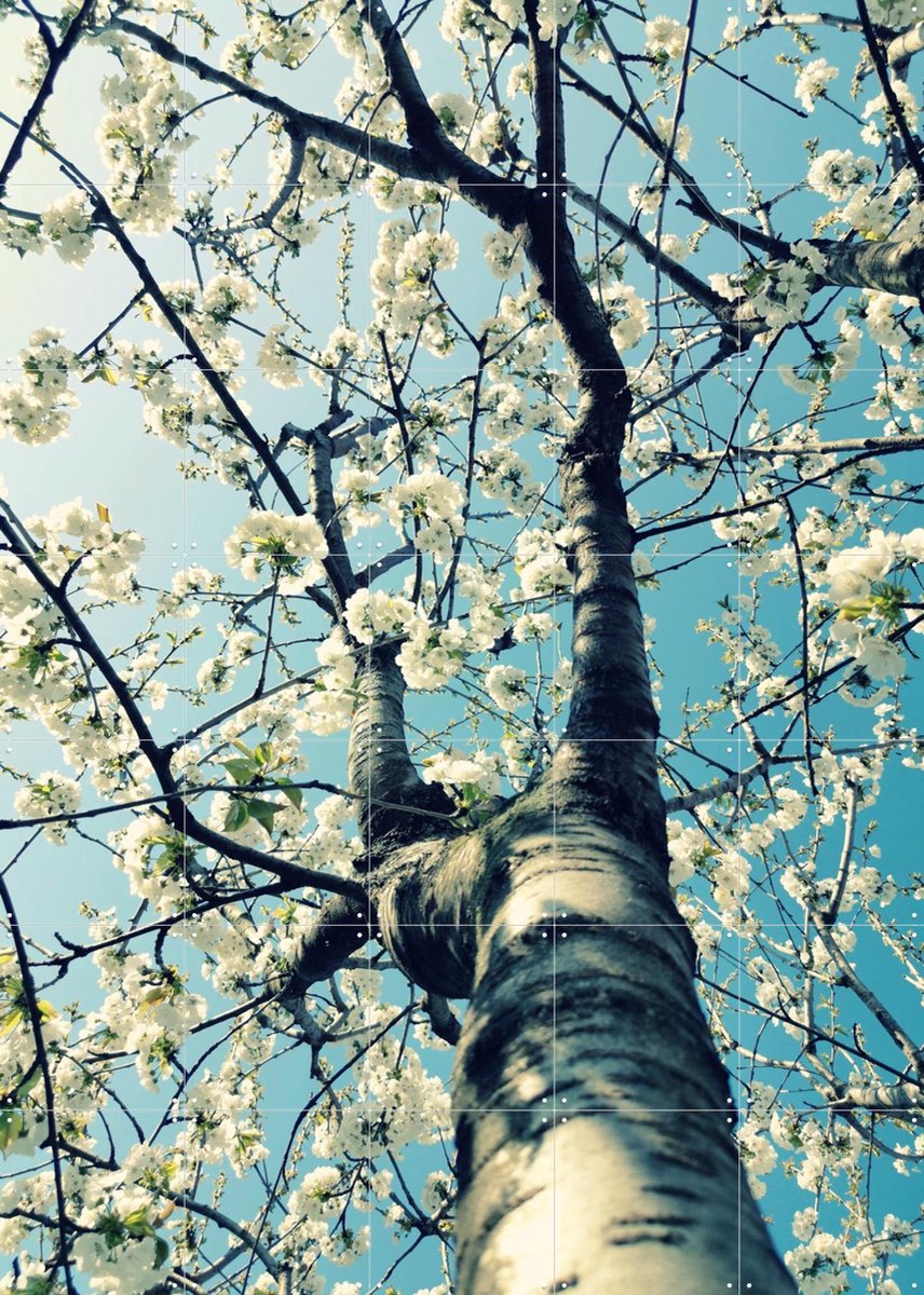 IXXI Under the Cherry Tree, Angelo Cerantola - 100 x 140 cm - Gratis ophangtool - Grote wanddecoratie en posters - Fotografie, Slaapkamer, Woonkamer