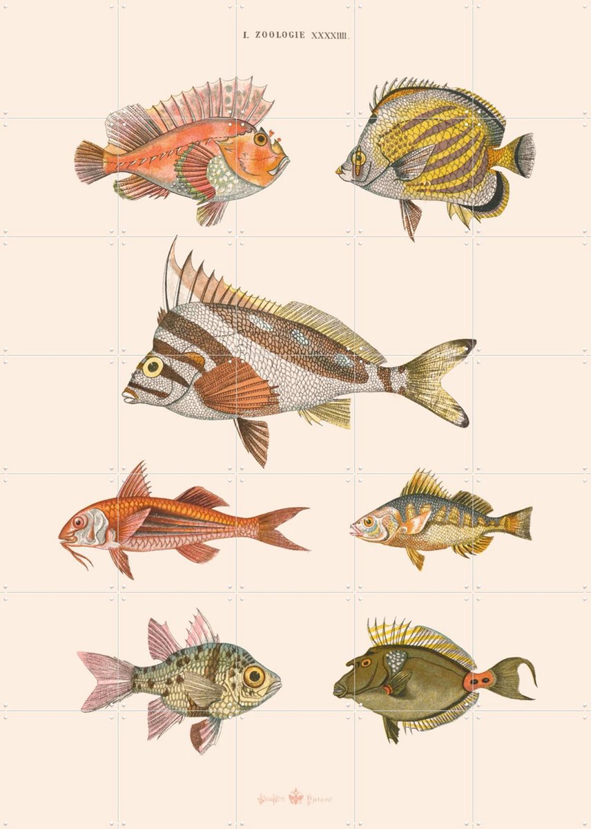 IXXI Zoologie XXXXIIII - Poissons, Aster Edition - 100 x 140 cm - Gratis ophangtool - Grote wanddecoratie en posters - Vintage, Illustraties