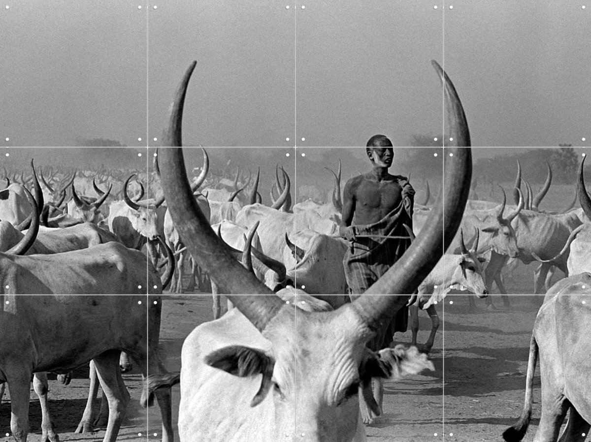 IXXI Dinka Cows with Pastor, Teun Voeten - 80 x 60 cm - Gratis ophangtool - Grote wanddecoratie en posters - Fotografie, Vintage, Gang, Woonkamer