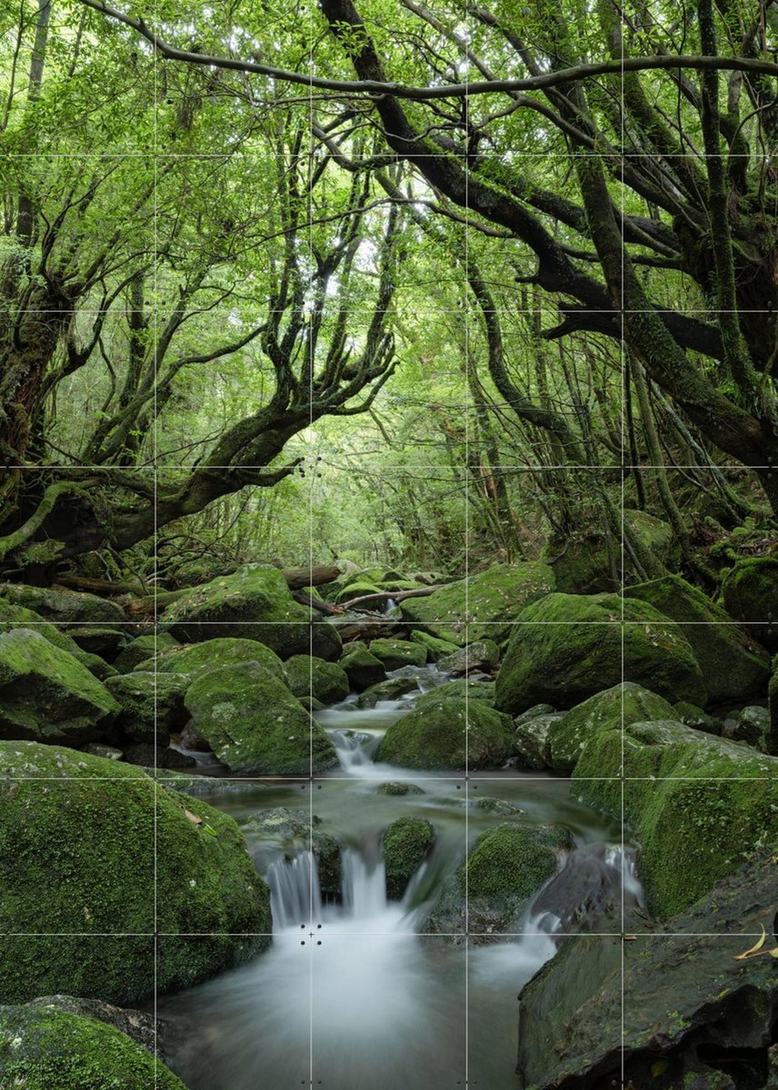 IXXI Mystical moss forest, Jan Becke - 100 x 140 cm - Gratis ophangtool - Grote wanddecoratie en posters - Fotografie, Naturalisme, Woonkamer
