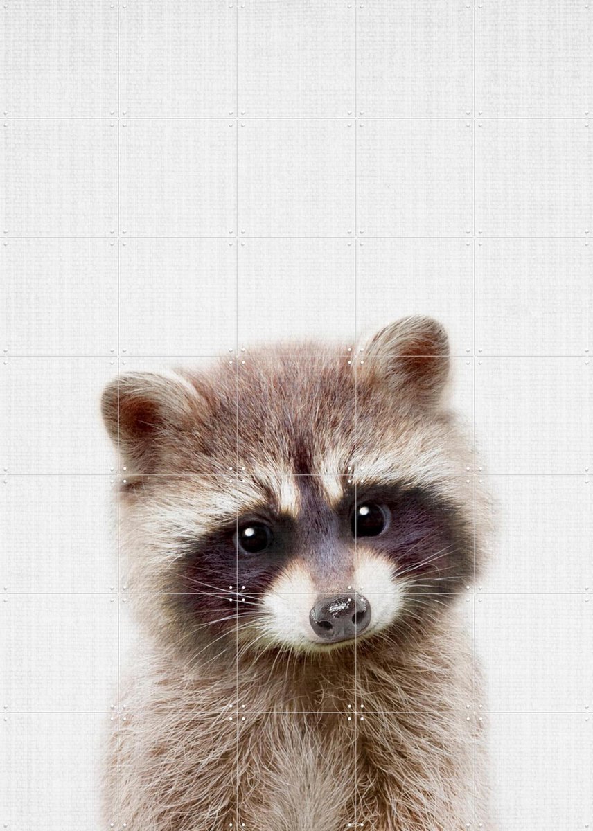 IXXI Raccoon, Lila + Lola - 100 x 140 cm - Gratis ophangtool - Grote wanddecoratie en posters - Realisme, Speels, Illustraties, Fotografie, Babykamer