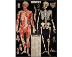 Poster Anatomie - Cavallini & Co - Vintage Schoolplaat Menselijk Lichaam