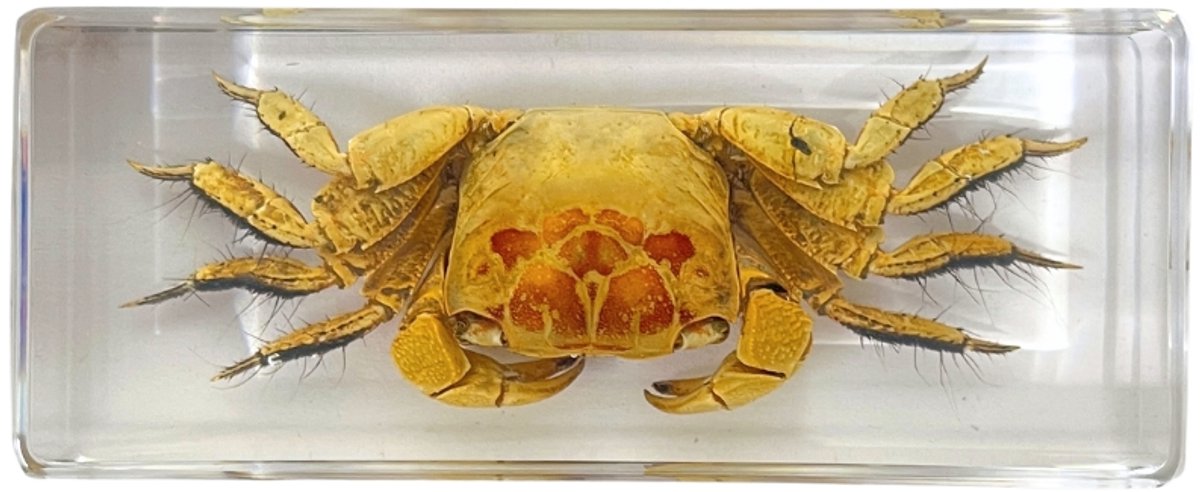 De Museumwinkel - Krab in hars blokje