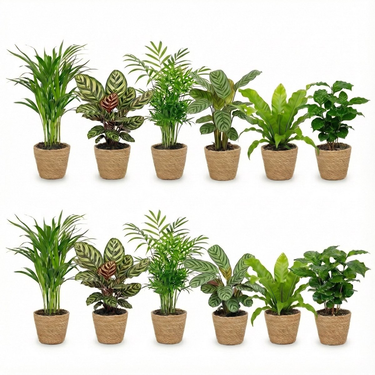 vdvelde.com - Kamerplanten set 12 stuks met zeegras mand - Luchtzuiverende planten onderhoudsvriendelijk - Voor thuis & kantoor - Huisdiervriendelijk - Ø12 cm, ca. 30-40 cm hoog