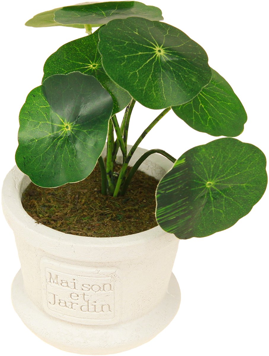 Kaemingk Kunstplant in Decoratieve Pot - 8x17 cm - Groen - Realistisch Uiterlijk - Onderhoudsvrij groente