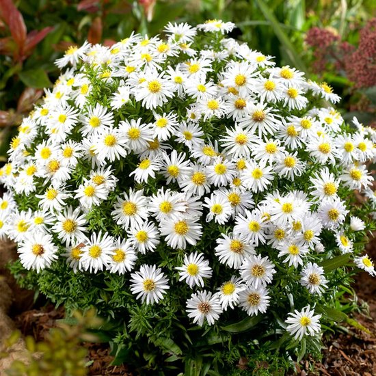 Aster - Buitenplant - Mix van 5 soorten - Tuinplant - 10 stuks - Meerkleurig - Tuin Plant voor Buiten - Winterhard