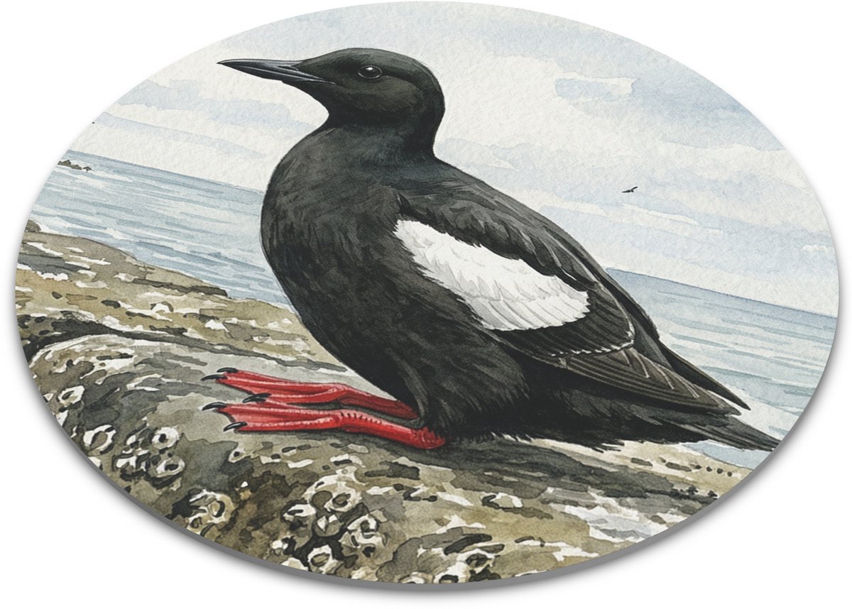 Computermuis Onderlegger Zwarte Zeekoet Cepphus Grylle Aquarel Series Ronde Muismat Rots Kust Zeevogel Natuur Cadeau voor hem & haar: Vrouw, Vriend(in) & Collega Werkplek Kantoor Accessoire Computer Mat Vogelaar Maritiem Design