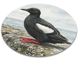 Computermuis Onderlegger Zwarte Zeekoet Cepphus Grylle Aquarel Series Ronde Muismat Rots Kust Zeevogel Natuur Cadeau voor hem & haar: Vrouw, Vriend(in) & Collega Werkplek Kantoor Accessoire Computer Mat Vogelaar Maritiem Design
