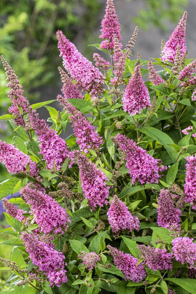 Buddleja d. Candy Little Pink – Set van 2 - Dwergvlinderstruik - Pot 3 liter - Roze Bloem
