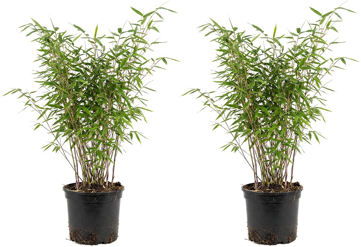 Bloomique - Set van 2 - Fargesia Nitida Gansu - Bamboe Plant - Niet Woekerend - Winterhard - Wintergroen - Haagplant - Tuinplanten - Hoogte 50-70 cm - Pot 17 cm