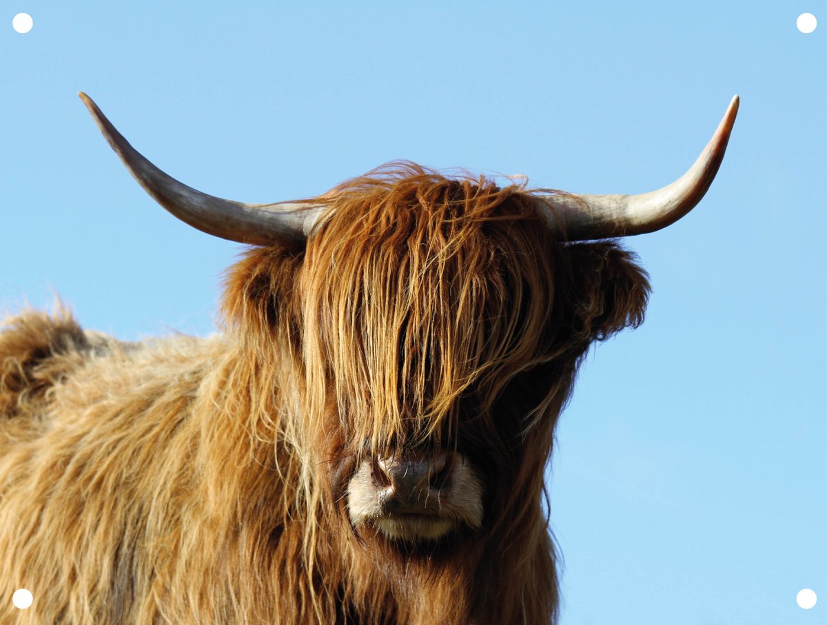 Tuinposter Highlander