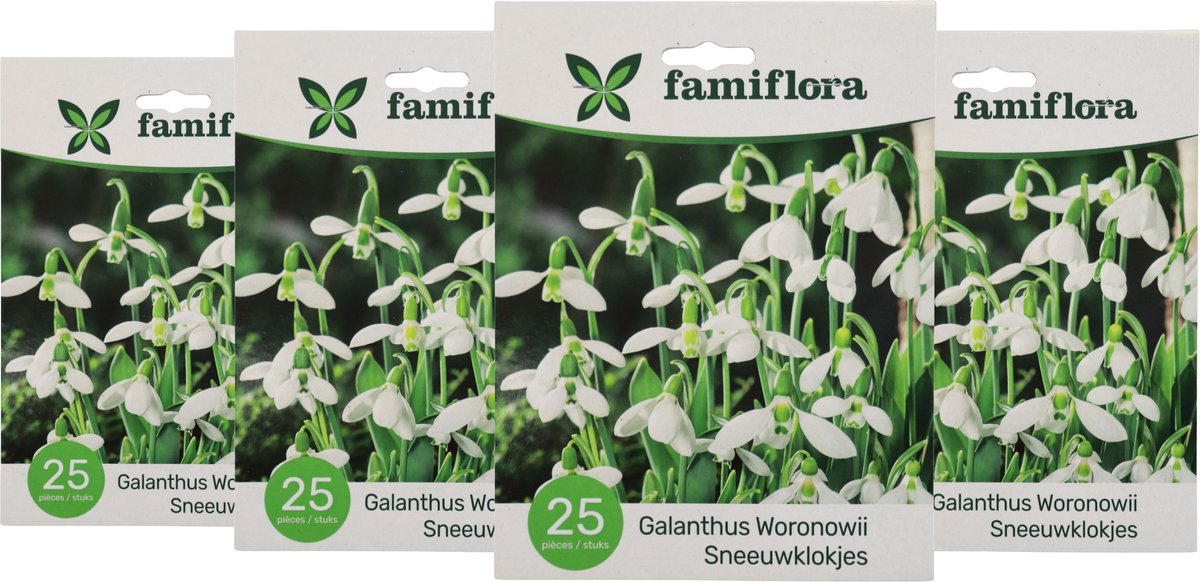 Famiflora Galanthus Woronowii 4 x 25 - 100 bloembollen - Brengt hoop en vernieuwing in je tuin voor een vrolijk begin van het seizoen