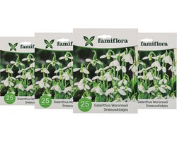 Famiflora Galanthus Woronowii 4 x 25 - 100 bloembollen - Brengt hoop en vernieuwing in je tuin voor een vrolijk begin van het seizoen