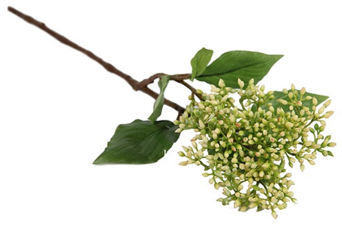 Countryfield Cornus Cilbil Wit - Zijdenbloem
