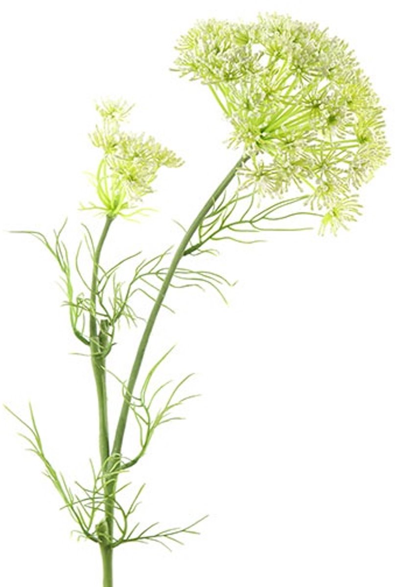 Countryfield Daucus Carota Wit - Zijdenbloem