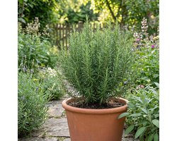 Bloomique - Set van 6 - Rosmarinus officinalis - Rozemarijn - Winterhard - Wintergroen - Balkonplanten - Vaste Plant - 10-20cm Hoog - Pot 9cm
