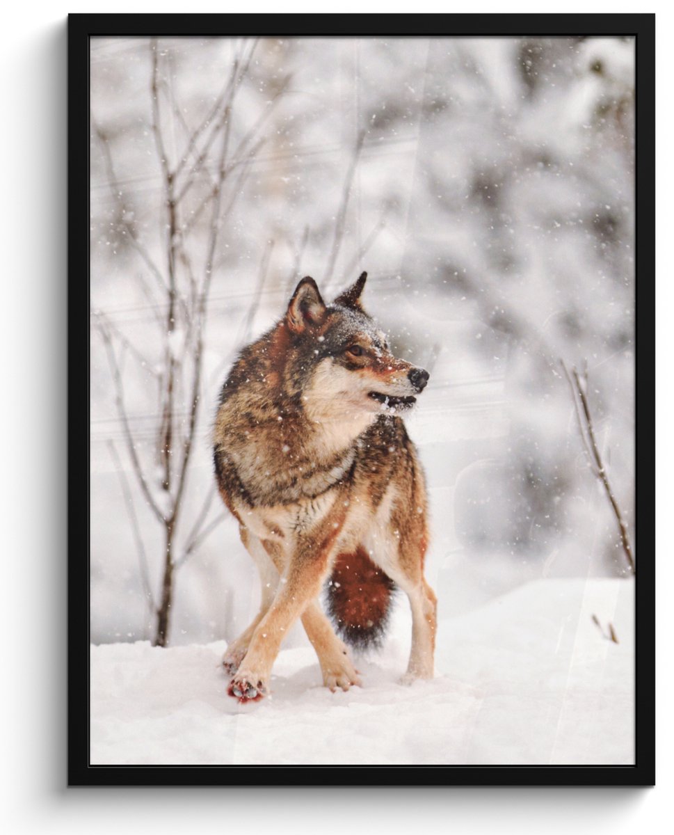 FrameYourWall Poster in lijst - Fotolijst 50x70 cm - Posters - Wolf - Winter - Sneeuw - Natuur - Dieren - Posterlijst zwart - Decoratie - Wanddecoratie woonkamer - Muurdecoratie slaapkamer