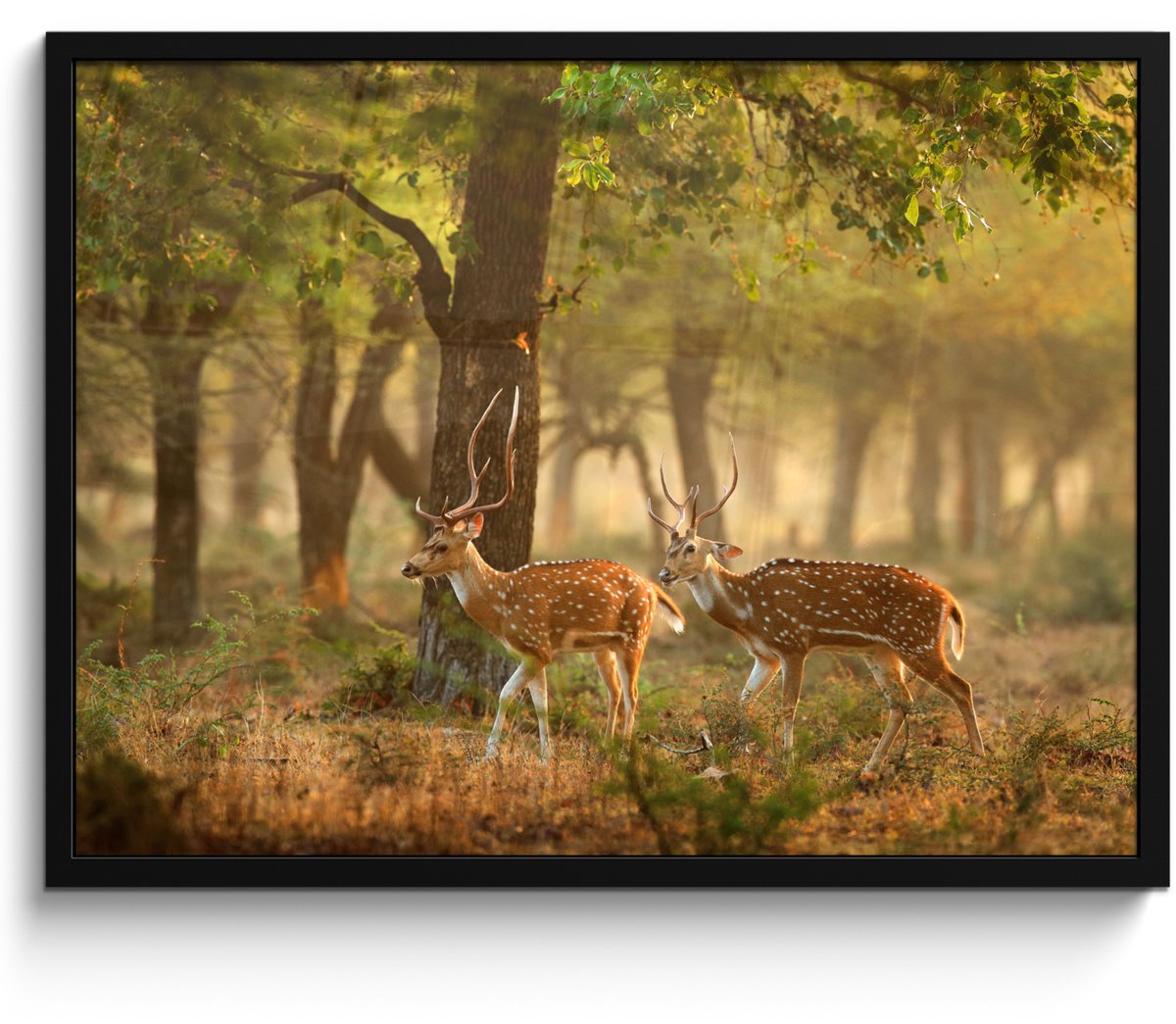 FrameYourWall Poster in lijst - Fotolijst 70x50 cm - Posters - Herten - Bos - Herfst - Bosdieren - Natuur - Hert - Posterlijst zwart - Decoratie - Wanddecoratie woonkamer - Muurdecoratie slaapkamer