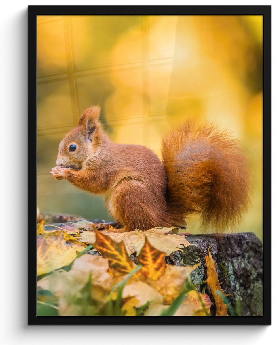 FrameYourWall Poster in lijst - Fotolijst 50x70 cm - Posters - Eekhoorn - Herfst - Bosdieren - Herfstbladeren - Bos - Posterlijst zwart - Decoratie - Wanddecoratie woonkamer - Muurdecoratie slaapkamer