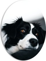 WallClassics - PVC Schuimplaat Ovaal - Zwart/Witte Hond op de Bank - 21x28 cm Foto op Ovaal  (Met Ophangsysteem)