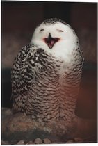 WallClassics - Drapeau - Long Owl - 40x60 cm Photo sur Drapeau Polyester