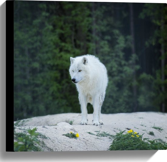 WallClassics - Canvas  - Witte Wolf op een Rots - 40x40 cm Foto op Canvas Schilderij (Wanddecoratie op Canvas)