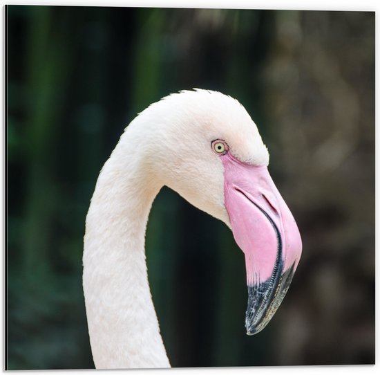 WallClassics - Dibond - Witte Flamingo met Roze Snavel - 50x50 cm Foto op Aluminium (Met Ophangsysteem)