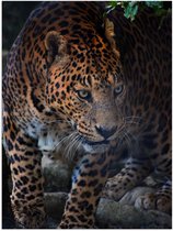 WallClassics - Poster Glanzend – Luipaard op Jacht - 30x40 cm Foto op Posterpapier met Glanzende Afwerking