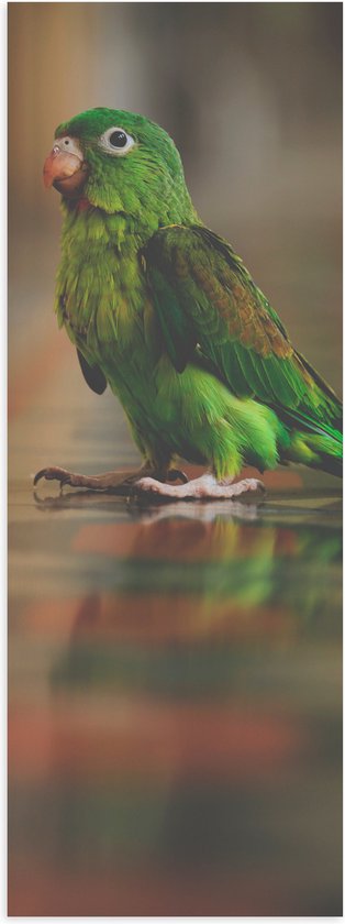 WallClassics - Poster Glanzend – Kleine Groene Parkiet Vogel - 20x60 cm Foto op Posterpapier met Glanzende Afwerking