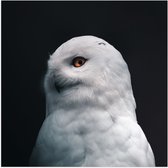 WallClassics - Poster (Matte) - Hibou Witte sur Fond Noir - 50x50 cm Photo sur Papier Poster avec un aspect Mat